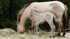 Jen několik hodin staré hříbě koně Převalského už prozkoumává výběh v pražské zoo