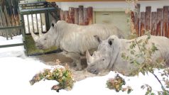 Samice nosorožce okukují přepravní klec