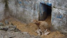 Zoo Brno. Medvědice Cora s medvíďaty