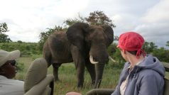Klára Škodová pozorovala slony v Timbavati v Jihoafrické republice
