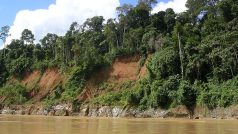 Prales na březích Amazonky