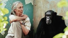 Doktorka Jane Goodall se šimpanzem Freudem v rezervaci Gombe