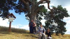 Stromem roku 2014 se může stát Smírčí borovice z Nových Sadů na Žďársku