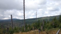 Šumava, kůrovec, les, Národní park