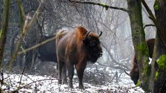 Zubři v Židlově na Českolipsku