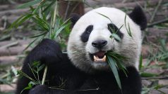 Panda (ilustrační foto)