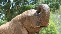 Ve dvorské zoo uhynul samec slona afrického Kito