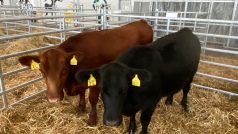Krávy a býci plemene aberdeen angus se představí na přehlídce v Českých Budějovicích