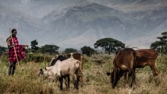 Bránit šíření nakažlivých nemocí na lidi se dá i tím, že se lidé budou lépe starat o dobytek v rozvojových zemích (Uganda)