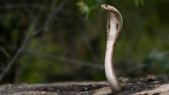 Kobra, ilustrační snímek