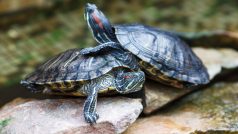 Želva nádherná (Trachemys scripta elegans)