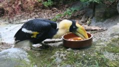 Zlínská zoologická zahrada odchovala mládě dvojzoborožce indického