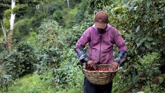 Muž pracuje na kávové farmě v Nikaragui, jedné ze středoamerických zemí, kde se káva pěstuje.