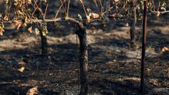 Požáry zasáhly srdce světoznámého vinného regionu. Podle úřadů zničily až 13 vinic v Napa Valley.