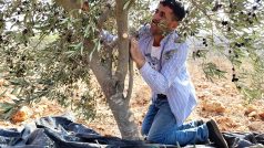 Abd al-Azím s bratrem Abd al-Hakímem a několika dalšími příbuznými prořezávají olivové stromky a sklízejí plody