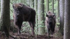 Zubři z táborské zoo na útěku