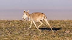 Sajga tatarská s obojkem od pražské zoo