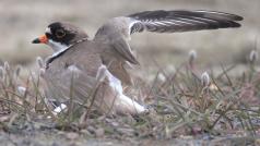 Jednou ze strategií, jak zmást predátora poblíž hnízda, je předstírat zranění. Zde kulík kanadský (Charadrius semipalmatus) předstírá zlomené křídlo.