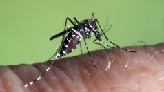 Komár tygrovaný se začíná více šířit v Evropě