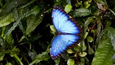 Tropičtí motýli opět poletují na současné výstavě v  botanické zahradě, v pražské Troji, ve skleníku Fata Morgana. Na fotografii je druh Morpho Peleides.