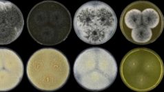 Vzhled kolonií druhu Aspergillus hubkae kultivovaných 7 dní ve 25 °C 
na různých kultivačních agarových médiích