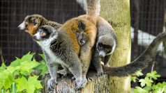 Ostravská zoo odchovává další mládě ohroženého lemura mongoze