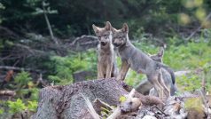 Vlčí smečka, která se pohybuje v Beskydech a Javorníkách, přivedla na svět sedm vlčat