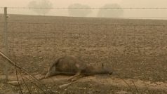 Podle různých odhadů je počet uhynulých zvířat zhruba půl miliardy