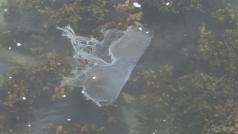 Plastový odpad v oceánu (ilustrační foto)