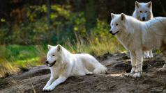 Arktický vlk, které chovají i v olomoucké zoo.