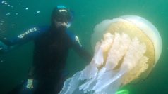 Potápěč vedle obří medúzy u britského pobřeží, červenec 2014 (ilustrační foto)