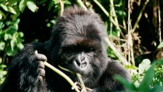 Zemřela poslední z Goril v mlze. Jedna z primátů, kteří pomohli zachránit svůj druh