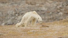 Lední medvěd umírající od hladu na záběrech Paula Nicklena