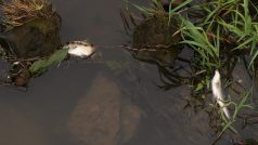 Uhynulé ryby v řece Odře v Bohumíně na Karvinsku. Úhyn ryb mohl podle České inspekce životního prostředí způsobit nedostatek kyslíku v řece
