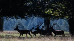 Smíšené stádo, včetně jelena evropského, v Lánské oboře