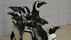 Tučňáci nejprve cestovali trajektem a pak po souši až do Česka