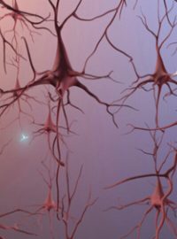 Mozkové neurony
