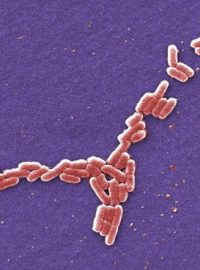 Bakterie Escherichia coli