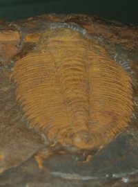 Trilobit Hydrocephalus carens (stáří 510 milionů let)