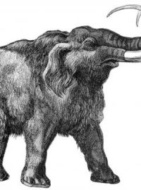 Mamut srstnatý (Mammuthus primigenius)