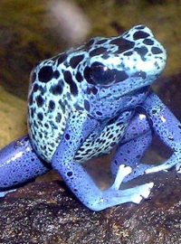 Dendrobates azureus