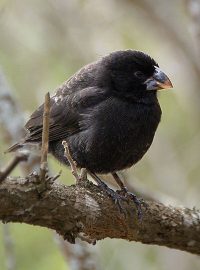 Pěnkava prostřední (Geospiza fortis)