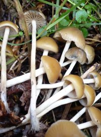 Lysohlávka česká (Psilocybe bohemica)