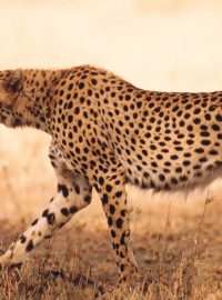 Gepard