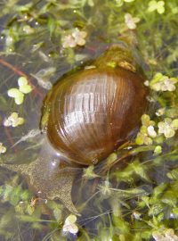 Plovatka bahenní (Lymnaea stagnalis)