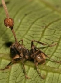 Mravenci napadení houbou druhu Ophiocordyceps unilateralis