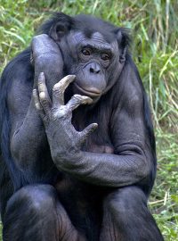 Šimpanz bonobo