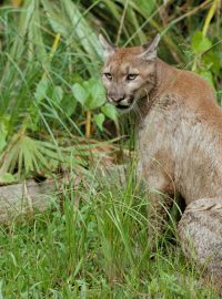 Puma concolor coryi