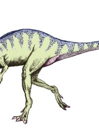 Eoraptor lunensis