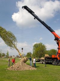 Výsadba stromů v Plánském parku - duben 2009